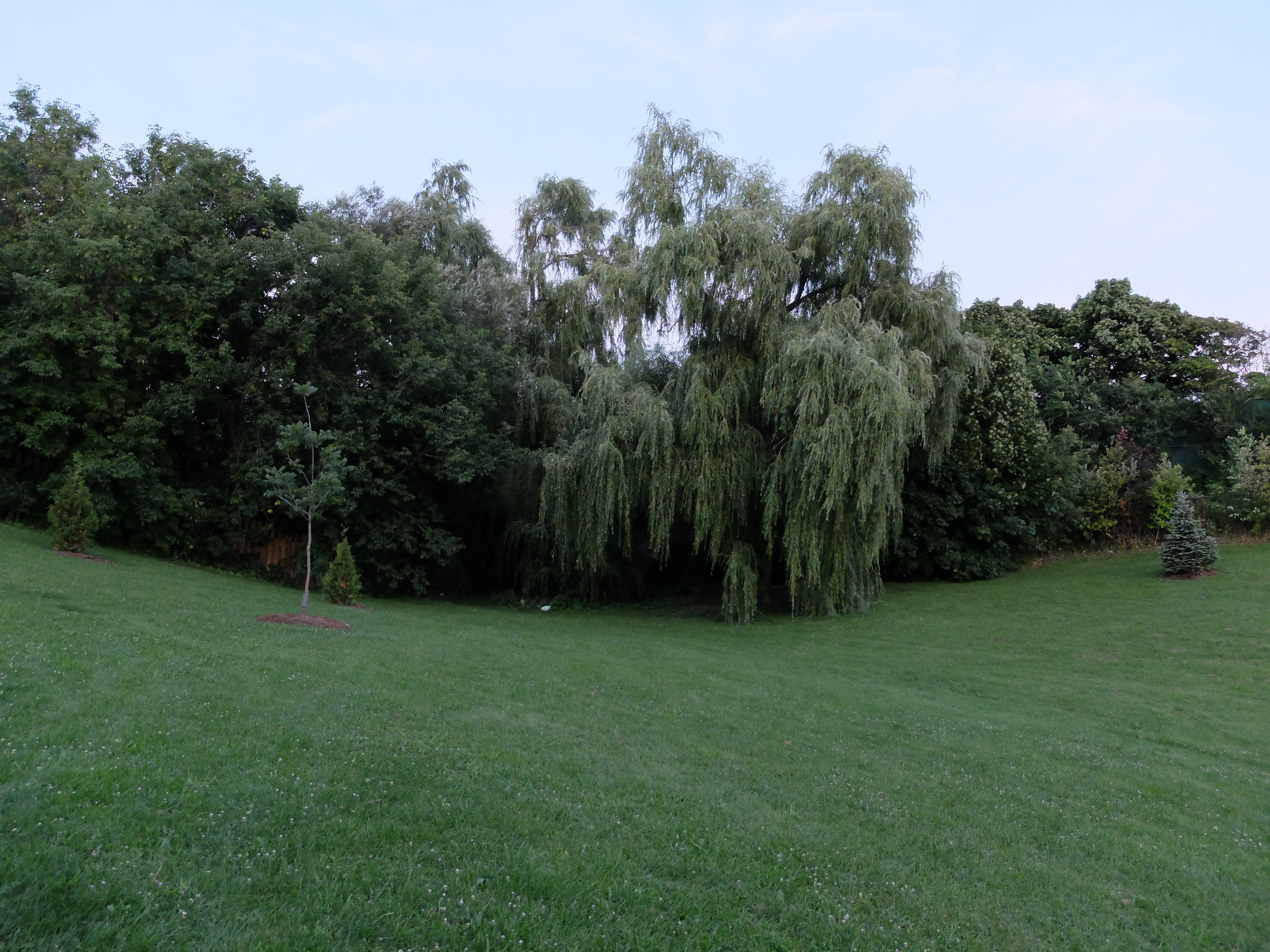 DSCF0173.JPG