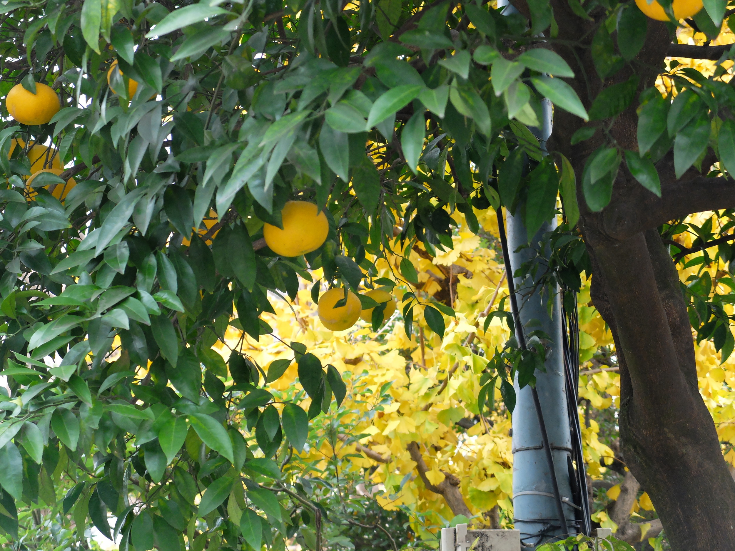 DSCF2149.JPG