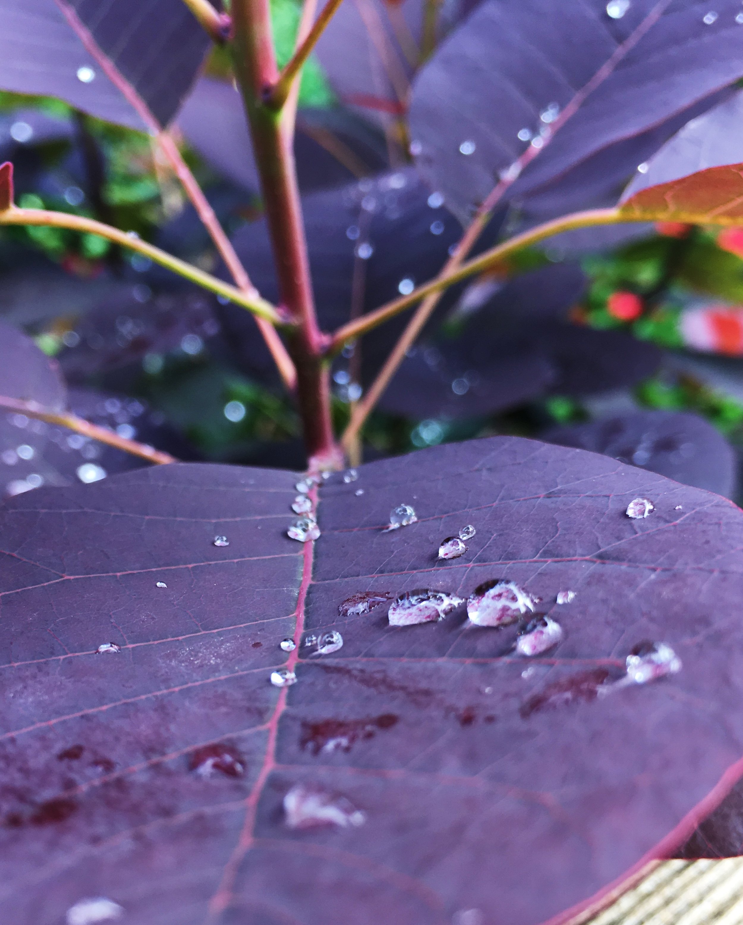 A little rain the night before, still on the leaf.  