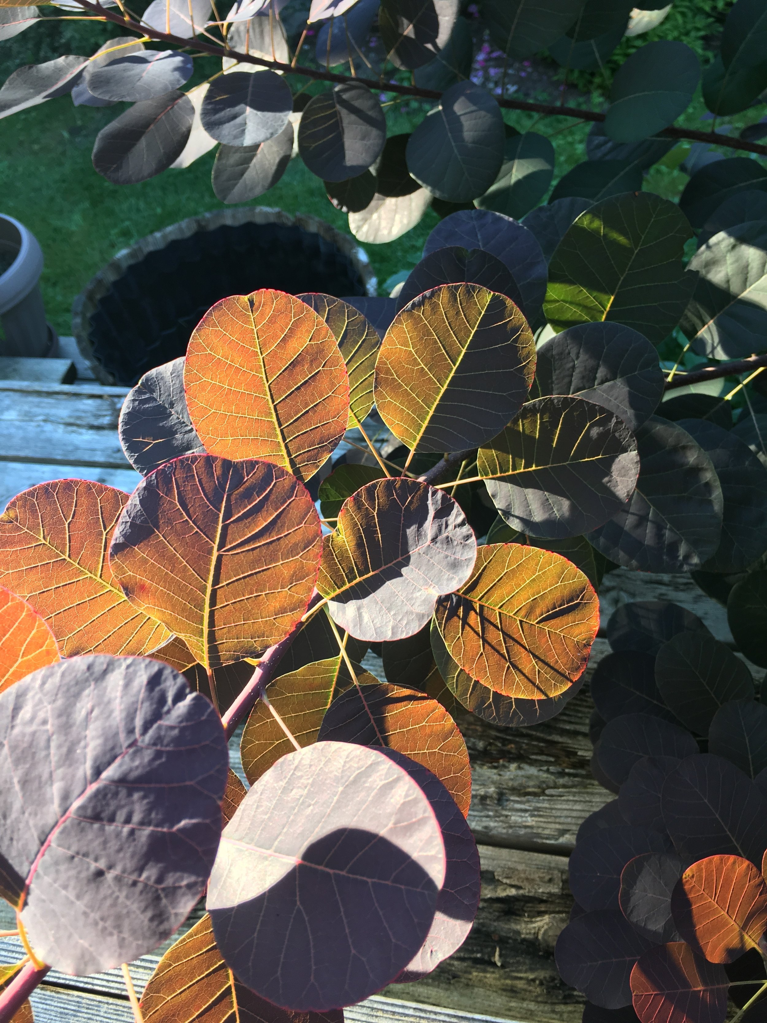 The smoke bush in our back yard light by the fading light of a summers eve. 